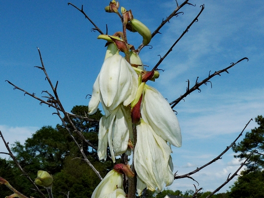 {Yucca filamentosa}